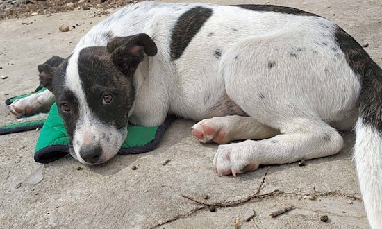 These Boston-based puppies are up for adoption and in need of a good home