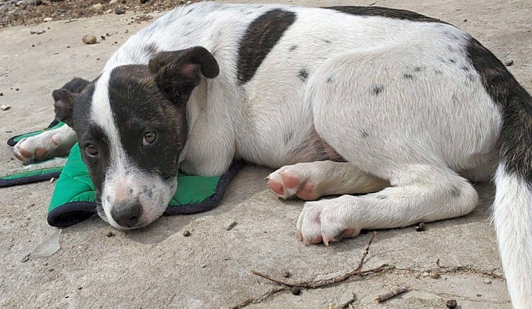 These Boston-based puppies are up for adoption and in need of a good home