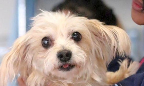 These Philadelphia-based canines are up for adoption and in need of a good home