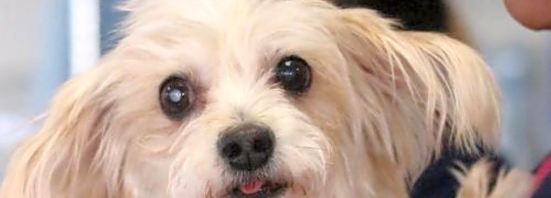 These Philadelphia-based canines are up for adoption and in need of a good home