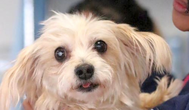 These Philadelphia-based canines are up for adoption and in need of a good home