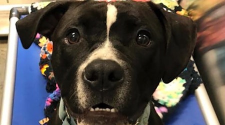 3 cuddly canines to adopt now in Pittsburgh