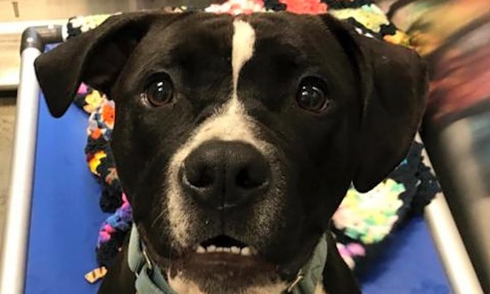 3 cuddly canines to adopt now in Pittsburgh