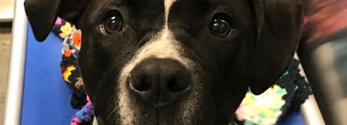 3 cuddly canines to adopt now in Pittsburgh