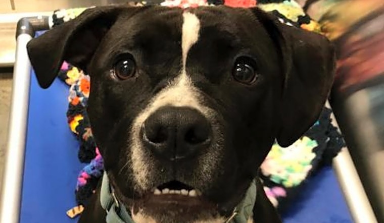 3 cuddly canines to adopt now in Pittsburgh