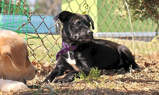 Want to adopt a pet? Here are 5 cuddly canines to adopt now in Baltimore