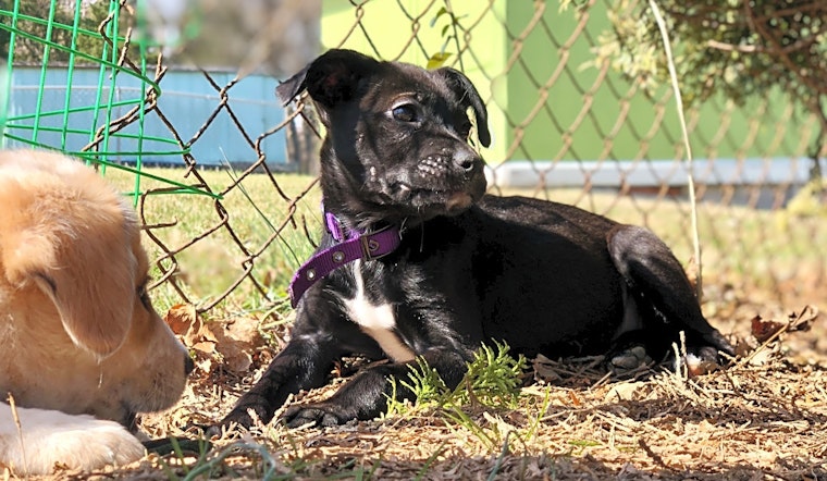 Want to adopt a pet? Here are 5 cuddly canines to adopt now in Baltimore