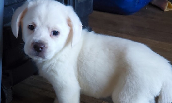 These Cleveland-based puppies are up for adoption and in need of a good home