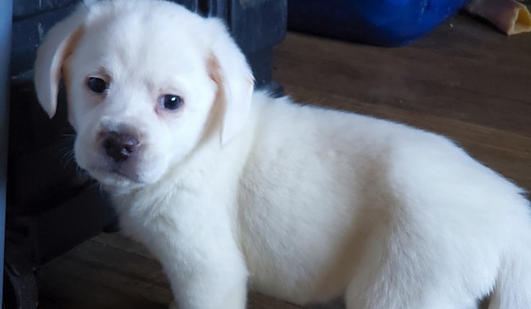 These Cleveland-based puppies are up for adoption and in need of a good home