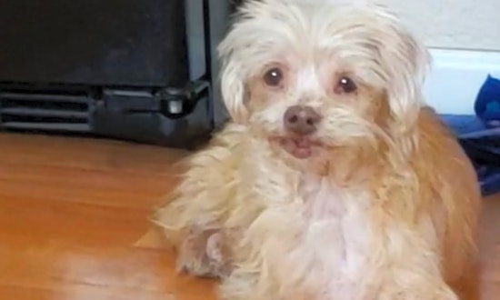 Want to adopt a pet? Here are 7 cuddly canines to adopt now in Henderson