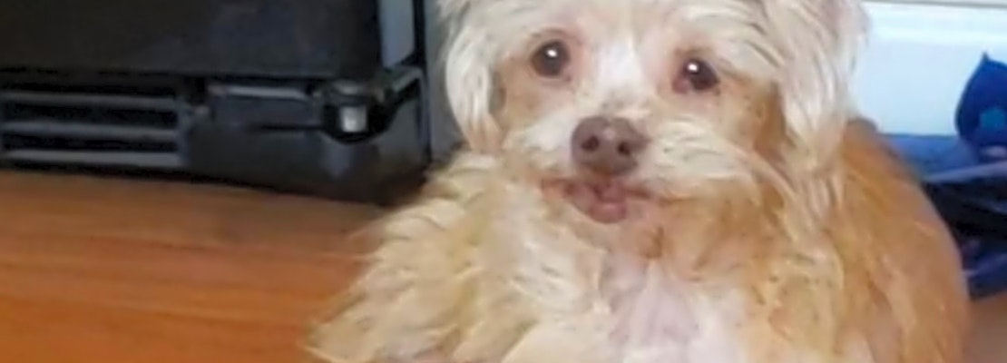 Want to adopt a pet? Here are 7 cuddly canines to adopt now in Henderson