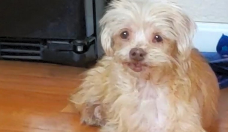Want to adopt a pet? Here are 7 cuddly canines to adopt now in Henderson