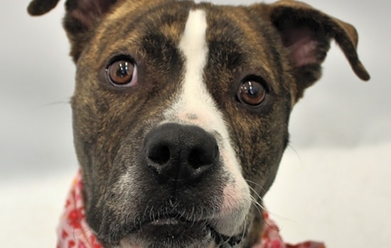 Want to adopt a pet? Here are 5 delightful doggies to adopt now in Detroit