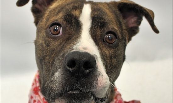 Want to adopt a pet? Here are 5 delightful doggies to adopt now in Detroit