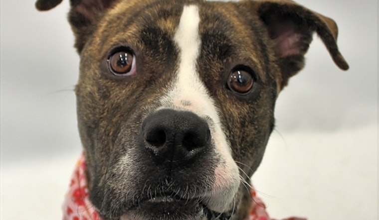 Want to adopt a pet? Here are 5 delightful doggies to adopt now in Detroit