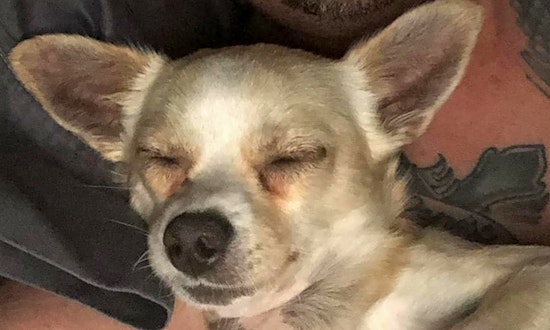 Want to adopt a pet? Here are 7 delightful doggies to adopt now in Phoenix