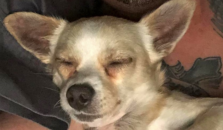 Want to adopt a pet? Here are 7 delightful doggies to adopt now in Phoenix