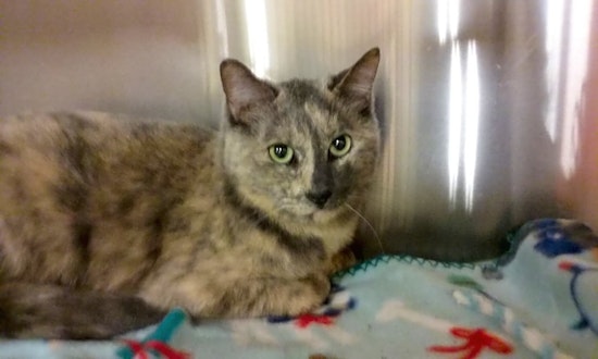 Want to adopt a pet? Here are 3 lovable kitties to adopt now in Mesa