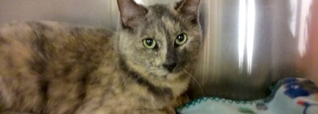Want to adopt a pet? Here are 3 lovable kitties to adopt now in Mesa