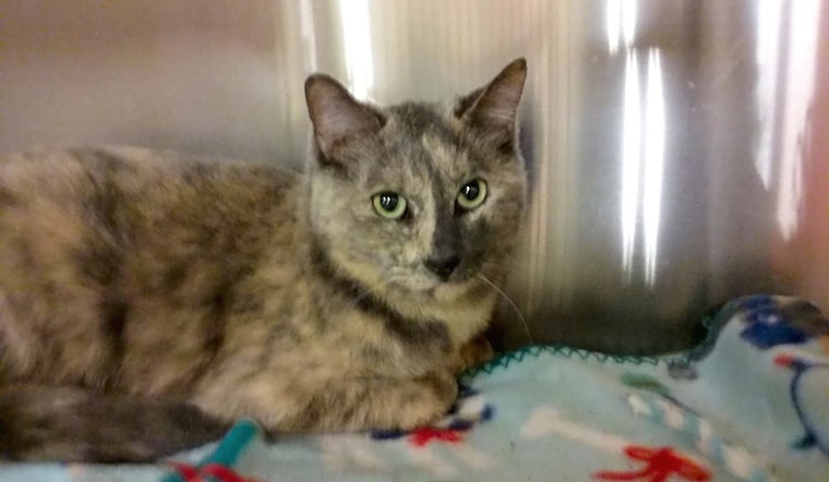 Want to adopt a pet? Here are 3 lovable kitties to adopt now in Mesa