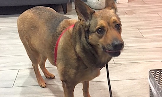 6 delightful doggies to adopt now in Los Angeles