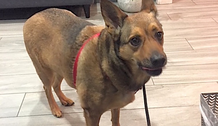 6 delightful doggies to adopt now in Los Angeles