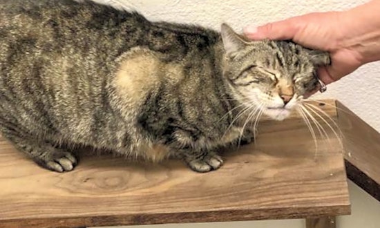 6 cool kitties to adopt now in Long Beach