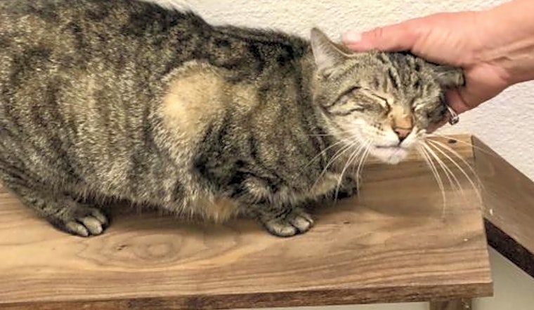 6 cool kitties to adopt now in Long Beach