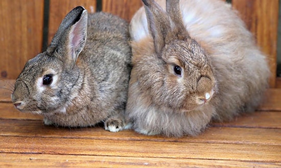 These Irvine-based rabbits are up for adoption and in need of a good home