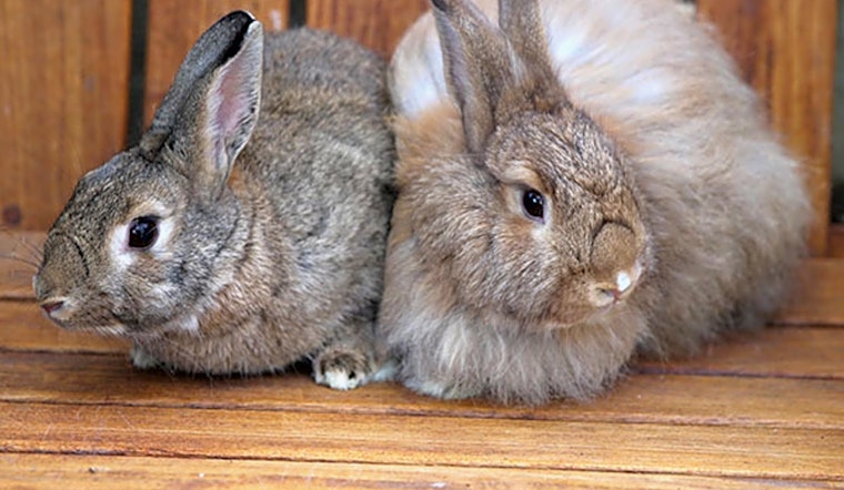 These Irvine-based rabbits are up for adoption and in need of a good home