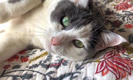 These San Francisco-based felines are up for adoption and in need of a good home