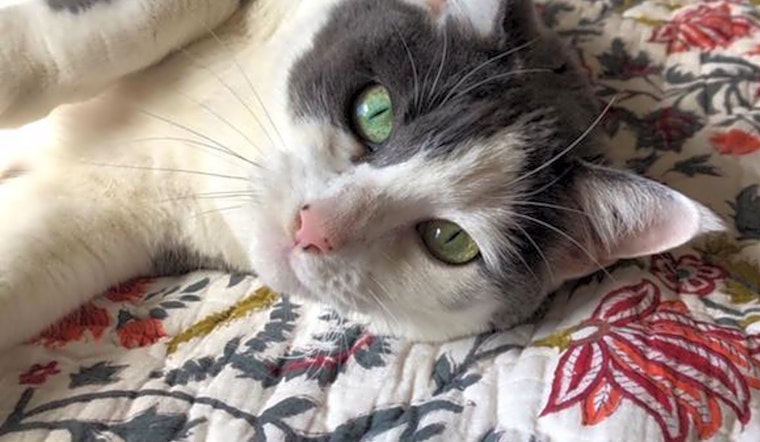 These San Francisco-based felines are up for adoption and in need of a good home