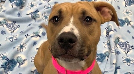 5 delightful doggies to adopt now in Raleigh
