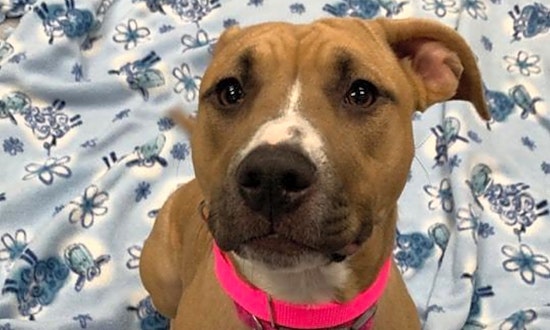 5 delightful doggies to adopt now in Raleigh