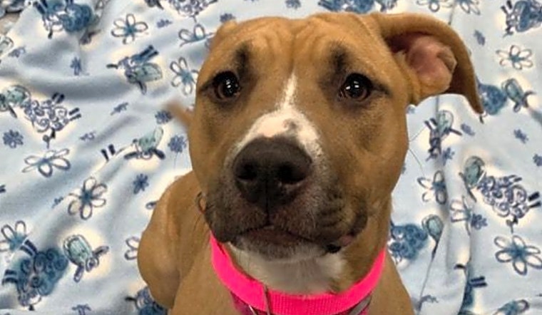 5 delightful doggies to adopt now in Raleigh