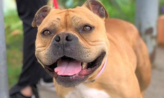 3 lovable pups to adopt now in Oakland