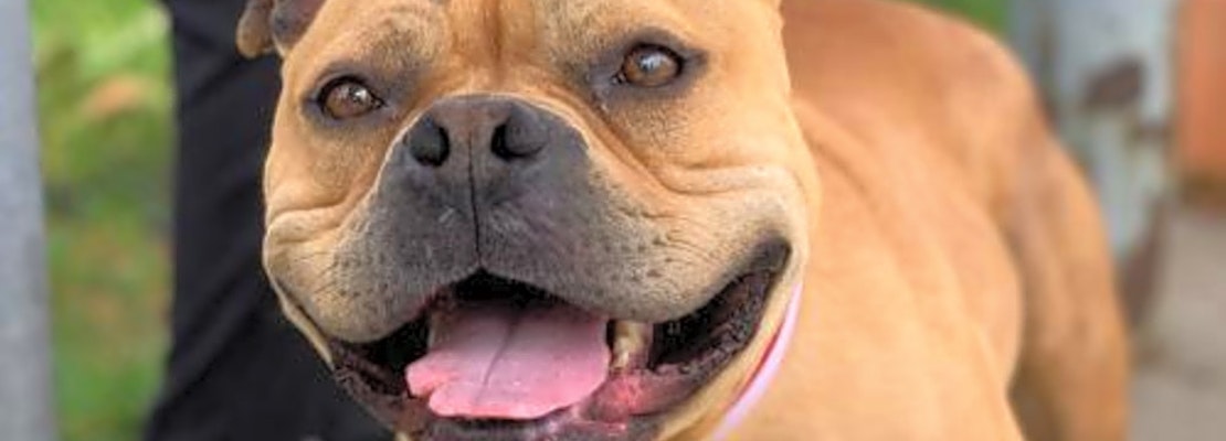 3 lovable pups to adopt now in Oakland