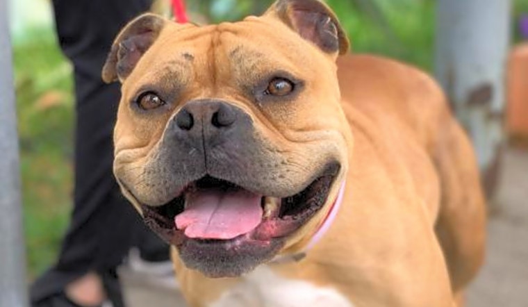 3 lovable pups to adopt now in Oakland