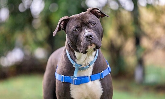 Looking to adopt a pet? Here are 4 cuddly canines to adopt now in Berkeley