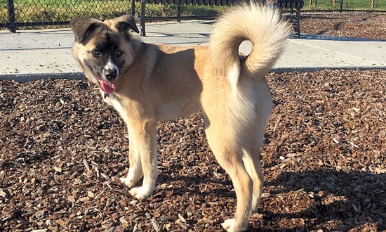 7 cuddly canines to adopt now in San Jose