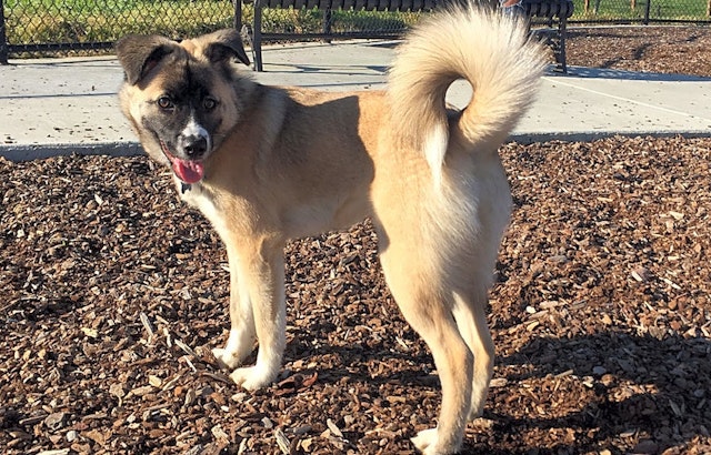 7 cuddly canines to adopt now in San Jose