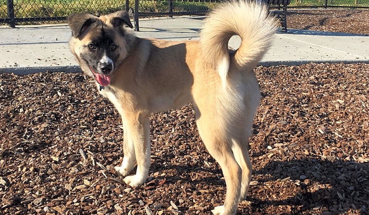 7 cuddly canines to adopt now in San Jose