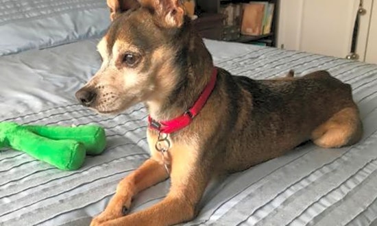 5 lovable pups to adopt now in Durham