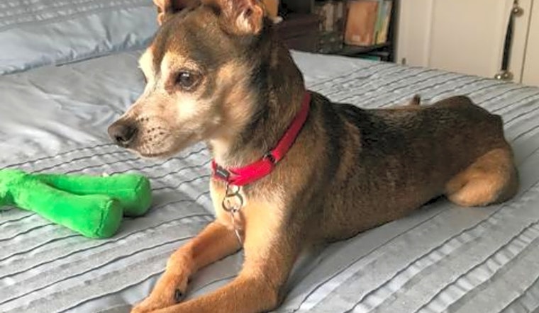 5 lovable pups to adopt now in Durham