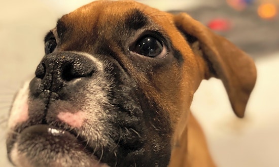 Want to adopt a pet? Here are 5 precious puppies to adopt now in Seattle