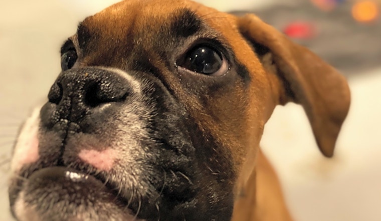 Want to adopt a pet? Here are 5 precious puppies to adopt now in Seattle