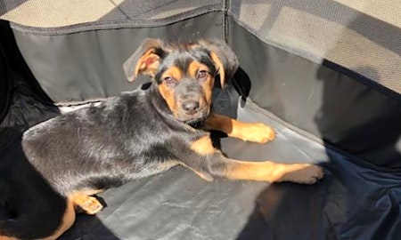 5 perfect pups to adopt now in Charlotte