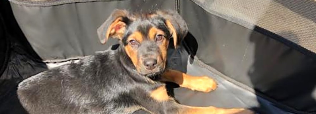 5 perfect pups to adopt now in Charlotte