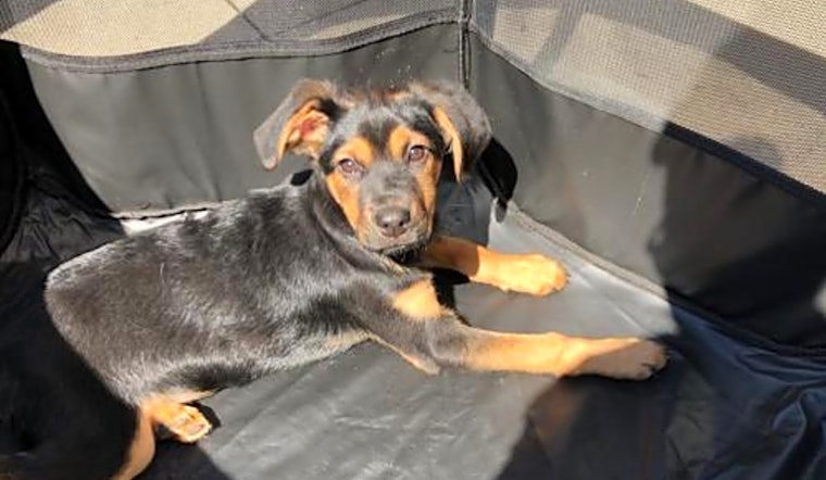 5 perfect pups to adopt now in Charlotte