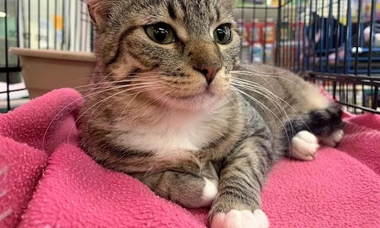 7 cute kitties to adopt now in Sacramento